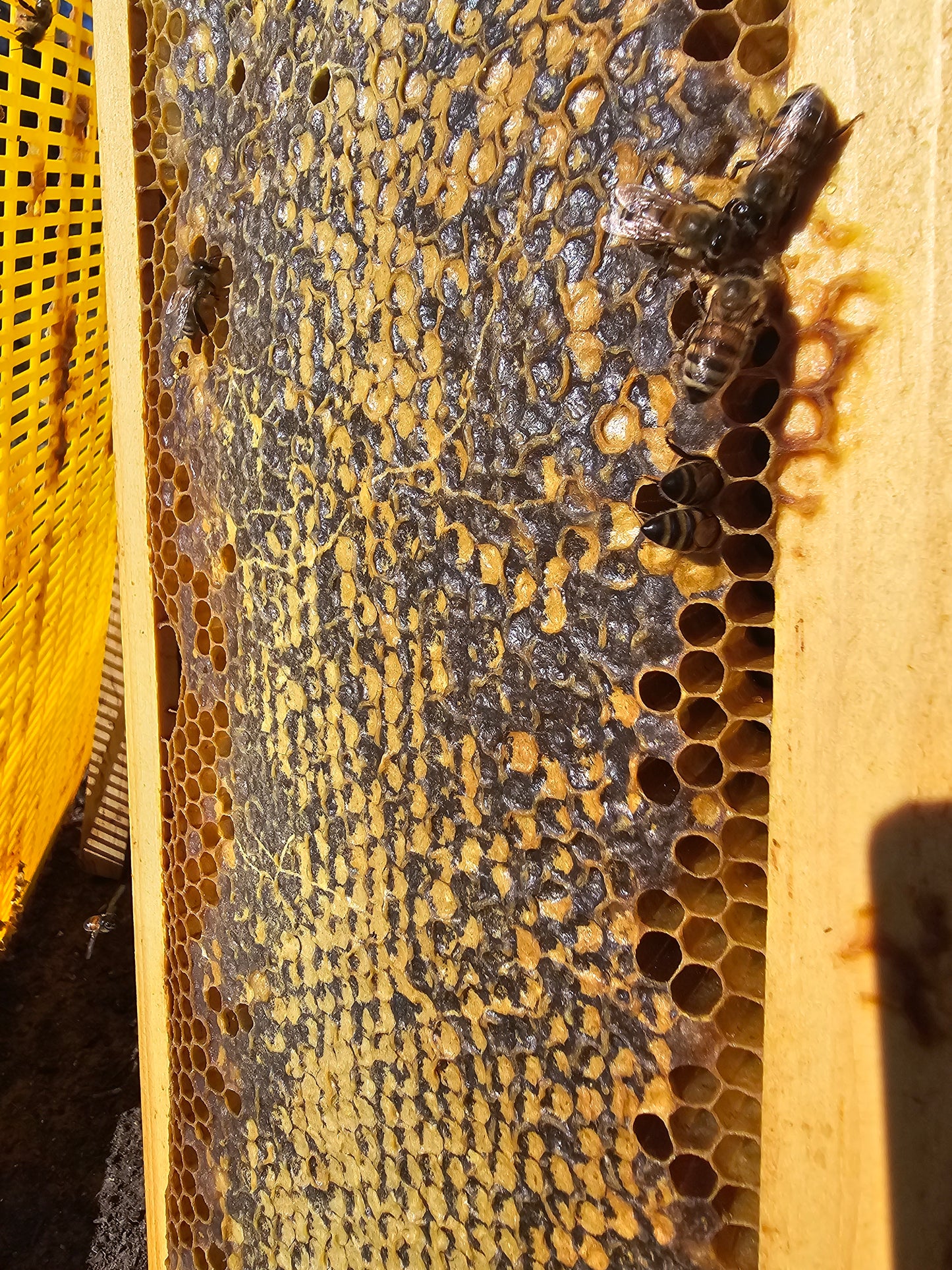 E6R 2025 Honey Harvest