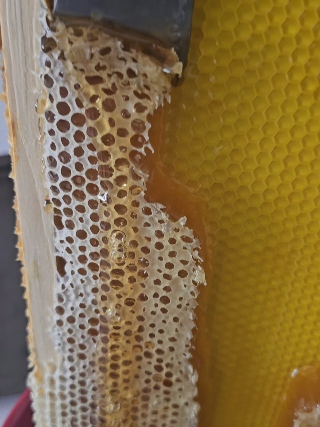 E6R 2025 Honey Harvest